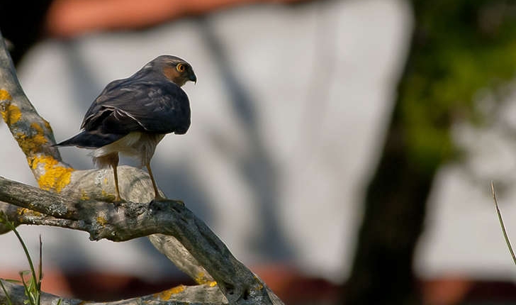Accipiter nisus (Linnaeus, 1758)