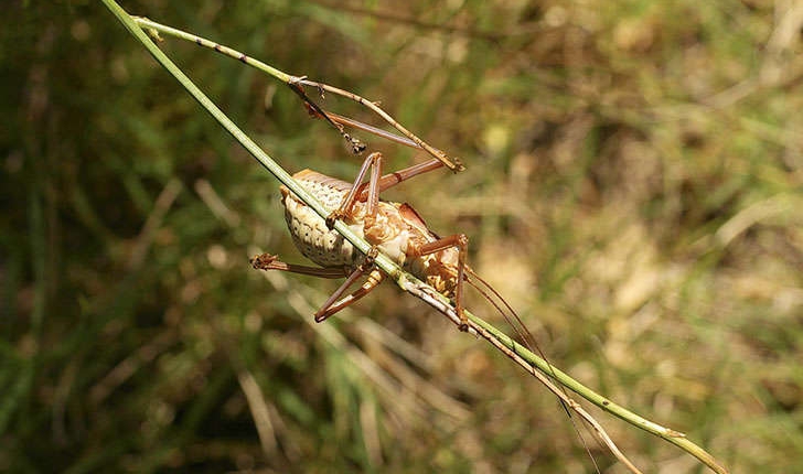 Ephippiger provincialis (Yersin, 1854)