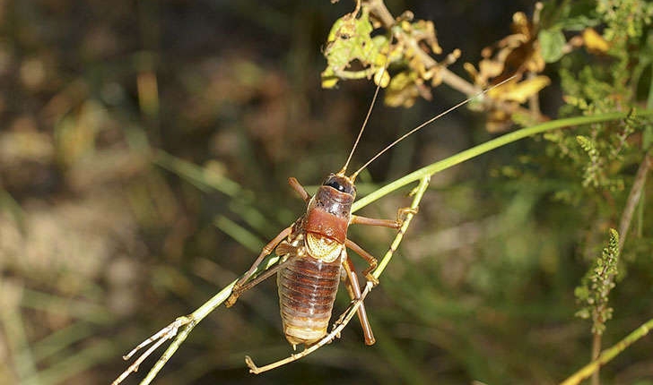 Ephippiger provincialis (Yersin, 1854)