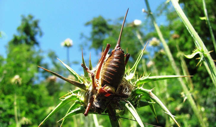 Ephippiger provincialis (Yersin, 1854)