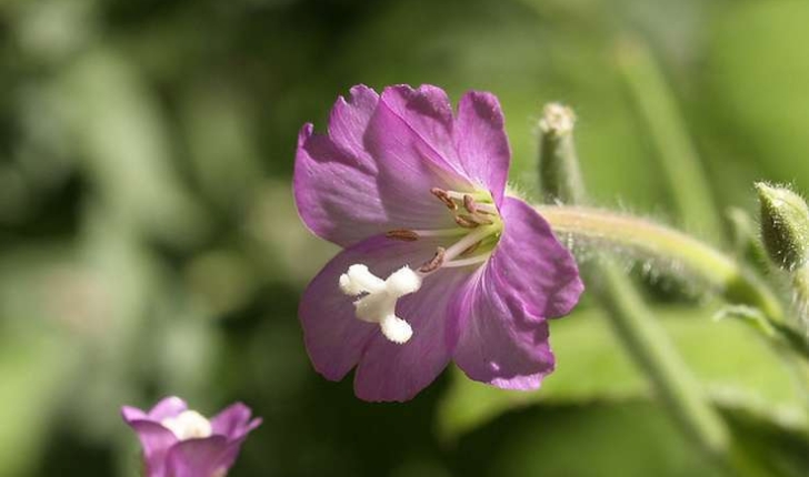 Epilobium hirsutum L. (1753)