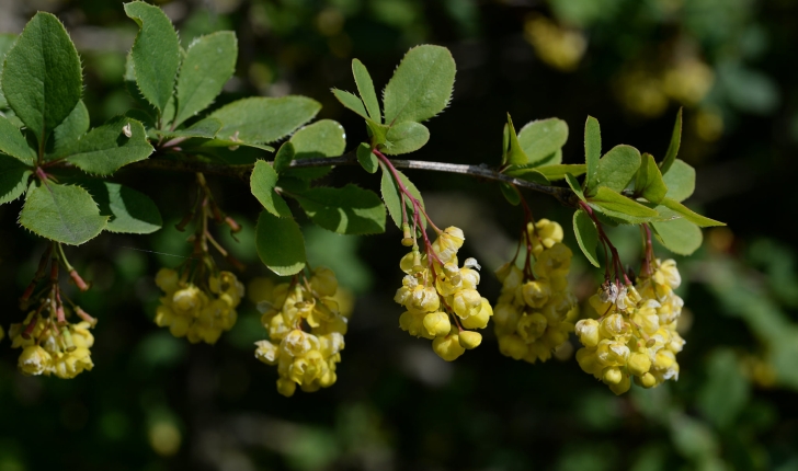 Berberis vulgaris, Linné 1753