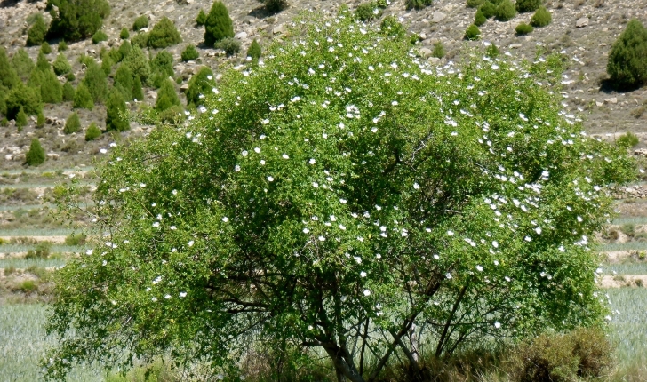 Berberis vulgaris, Linné 1753