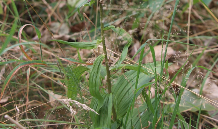 Epipactis helleborine