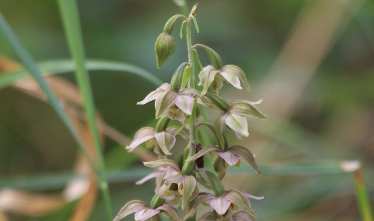 Epipactis helleborine