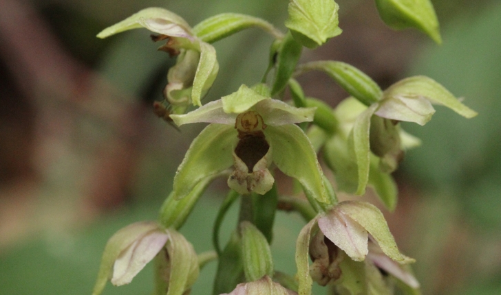 Epipactis sp.