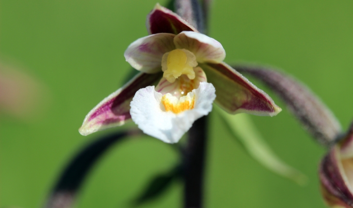 Epipactis sp.