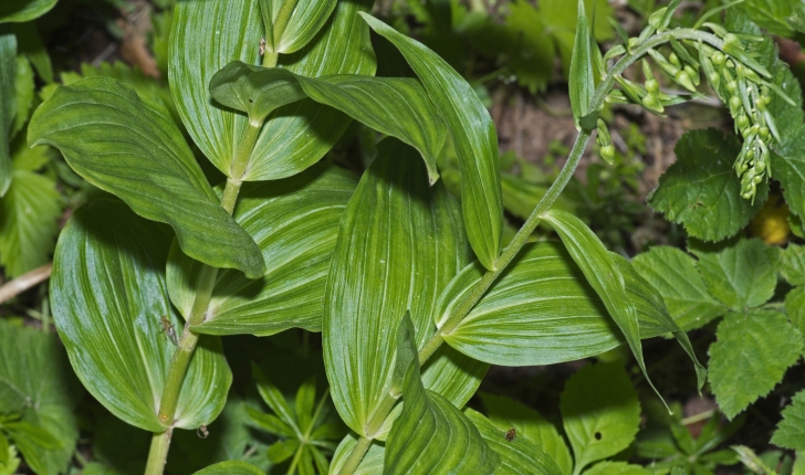 Epipactis sp.