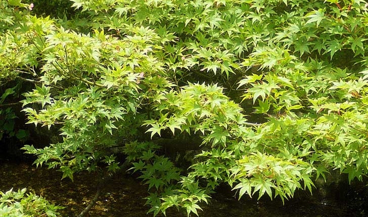 Acer palmatum