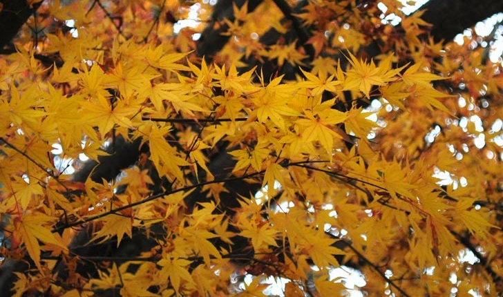 Acer palmatum
