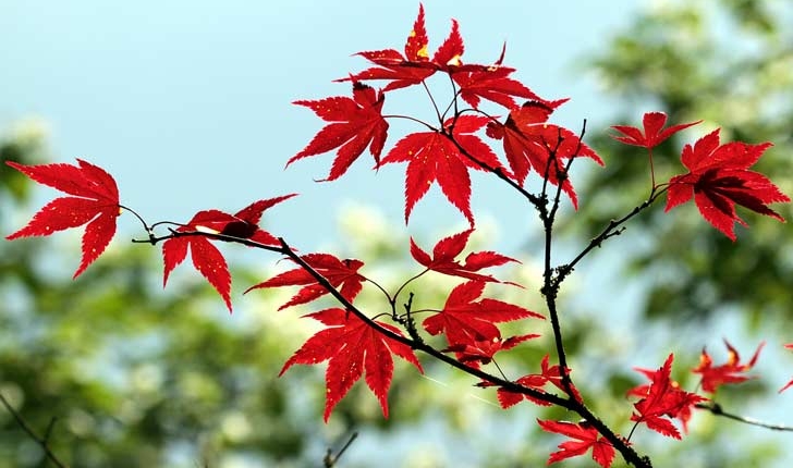 Acer palmatum
