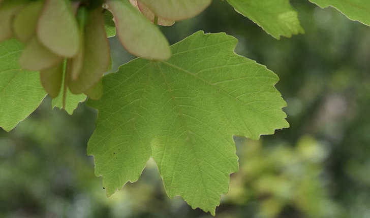 Acer opalus Mill., 1768