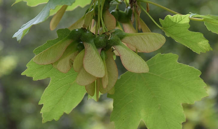 Acer opalus Mill., 1768