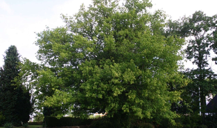Acer negundo (L., 1753)