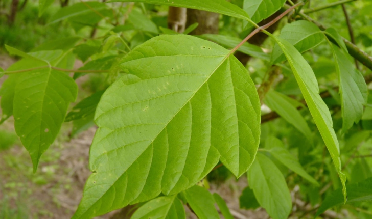 Acer negundo (L., 1753)