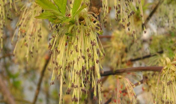 Acer negundo (L., 1753)