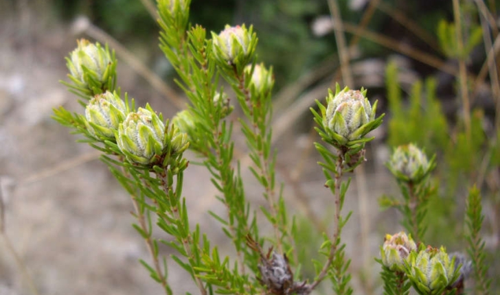 Erica scoparia (L., 1753)