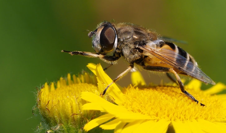 Eristalis arbustorum, Linné 1758