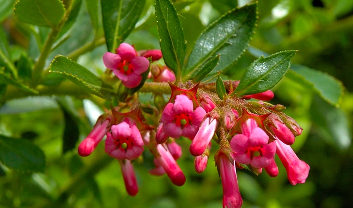 Escallonia rubra Pers