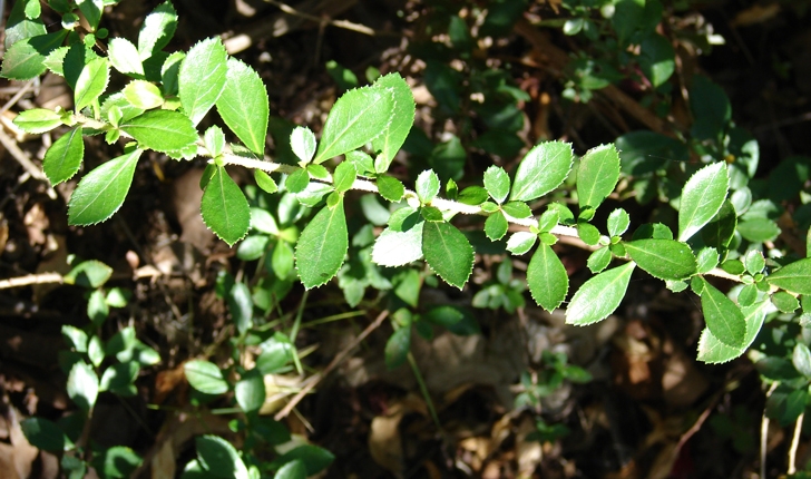 Escallonia rubra Pers
