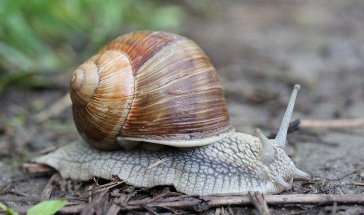   Helix pomatia