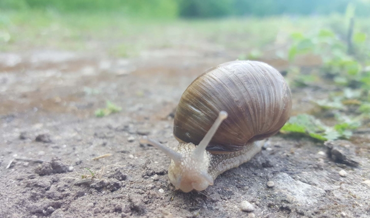   Helix pomatia