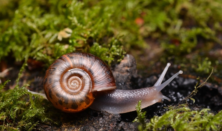 Escargot-de-quimper-credit-Gilles-San-Martin-Suivre-web