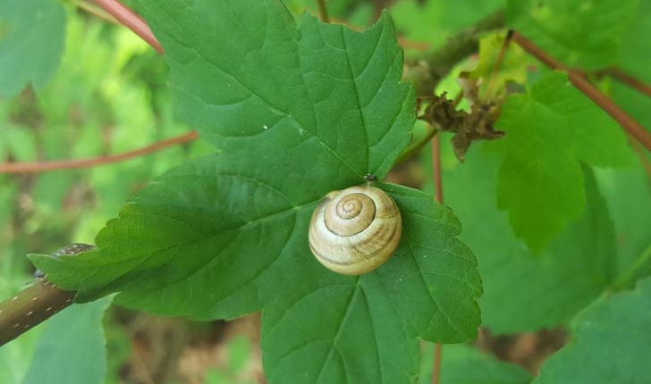 Cepaea nemoralis, hortensis