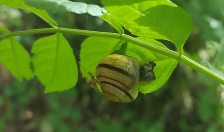 Cepaea nemoralis, hortensis