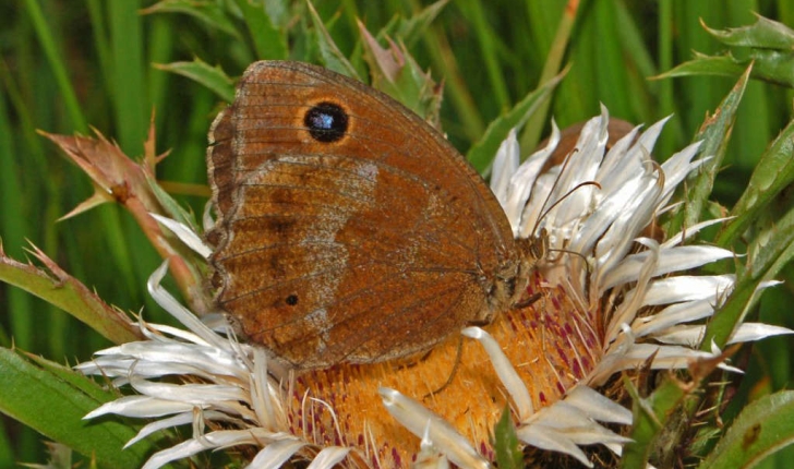 Minois dryas (Scopoli, 1763) 