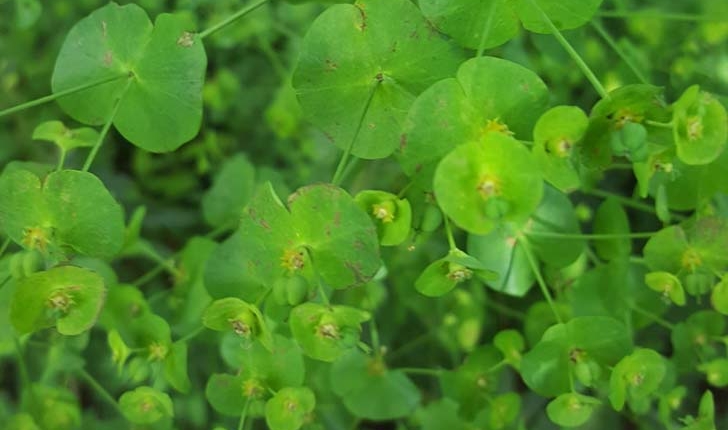 Euphorbia amygdaloides