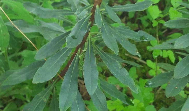 Euphorbia amygdaloides