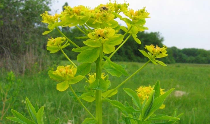  Euphorbia palustris