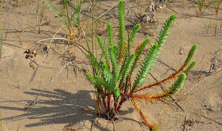 Euphorbia paralias (L., 1753)