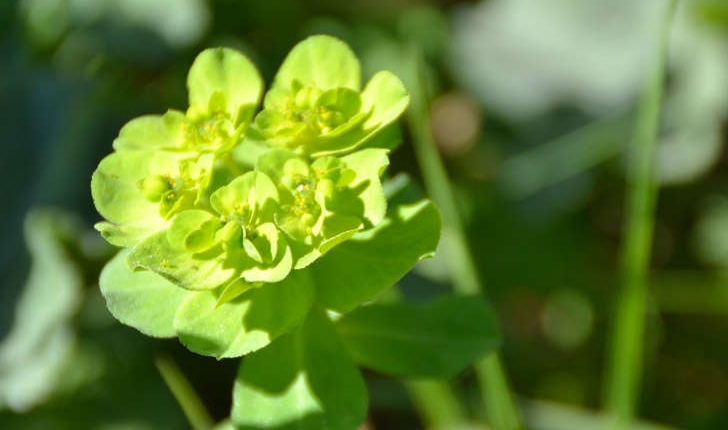 Euphorbia helioscopia (L.1753)