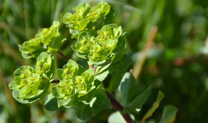 Euphorbia helioscopia (L.1753)