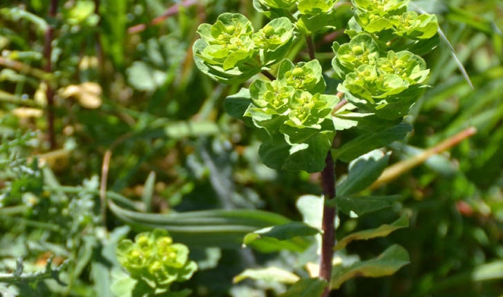 Euphorbia helioscopia (L.1753)