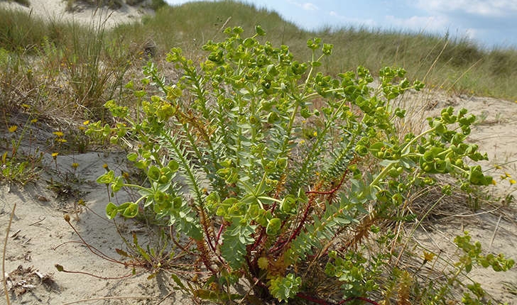 Euphorbia paralias (L., 1753)