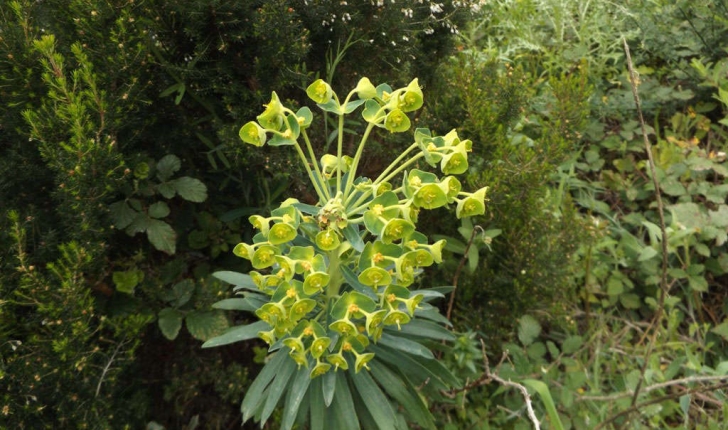 Euphorbia characias (Linné, 1753)