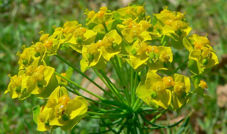 Euphorbia cyparissias (L., 1753)