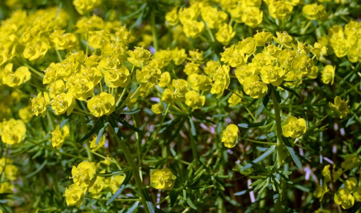 Euphorbia cyparissias (L., 1753)