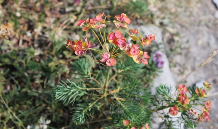 Euphorbia cyparissias (L., 1753)