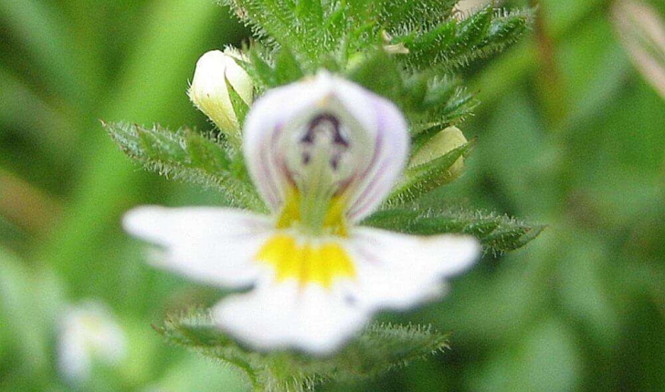 Euphrasia officinalis subsp. rostkoviana (Hayne) F.Towns.