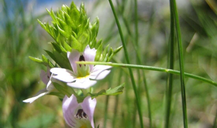 Euphrasia officinalis subsp. rostkoviana (Hayne) F.Towns.