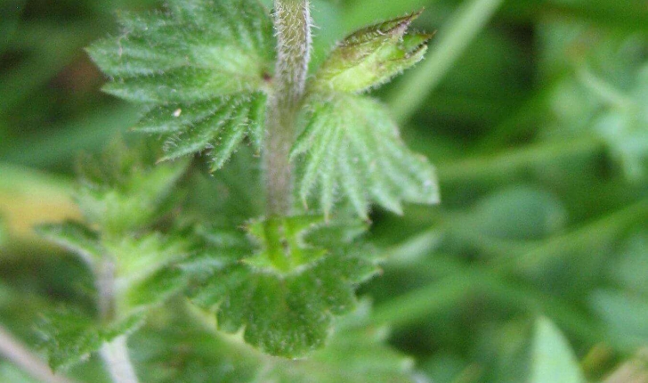 Euphrasia officinalis subsp. rostkoviana (Hayne) F.Towns.