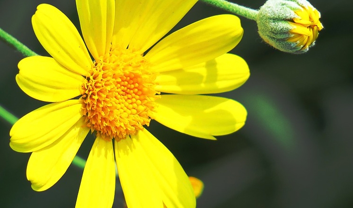 Euryops chrysanthemoides