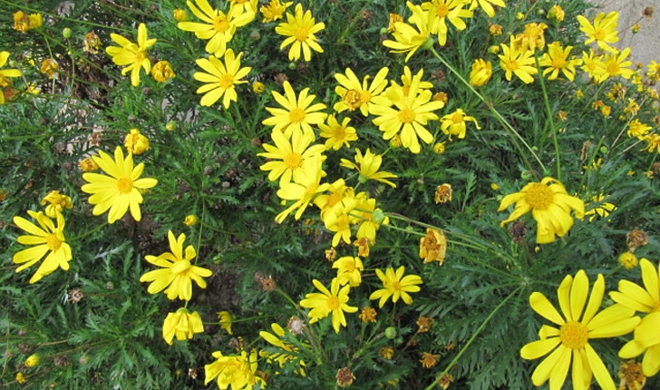 Euryops chrysanthemoides