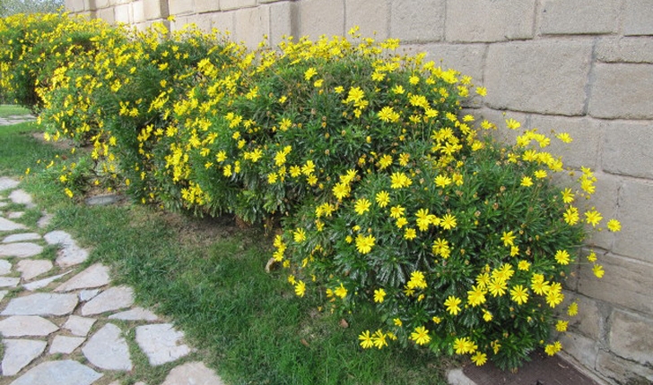 Euryops chrysanthemoides