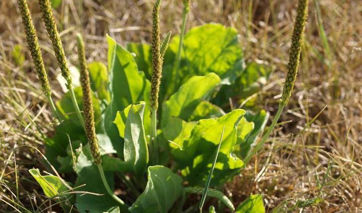 Plantago major (L., 1753)