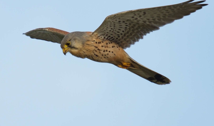 Falco tinnunculus (Linné, 1758)
